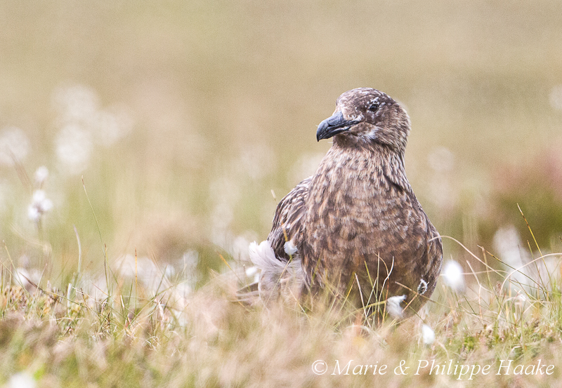 Grand labbe 9248.jpg - Grand Labbe, Stercorarius skua, Great Skua (Runde, Norvège, juin 2012)